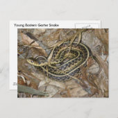 若い東ガータースネークコーディネート ポストカード (正面/裏面)