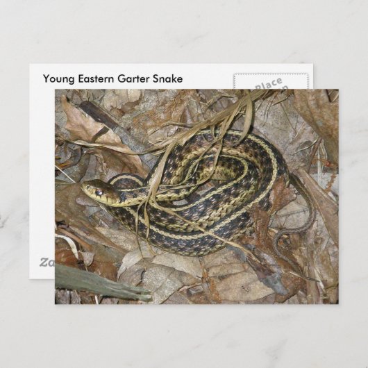 若い東ガータースネークコーディネート ポストカード (正面/裏面)