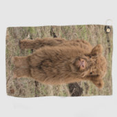 若い毛むくじゃらのスコットランドの高原牛 ゴルフタオル (横)