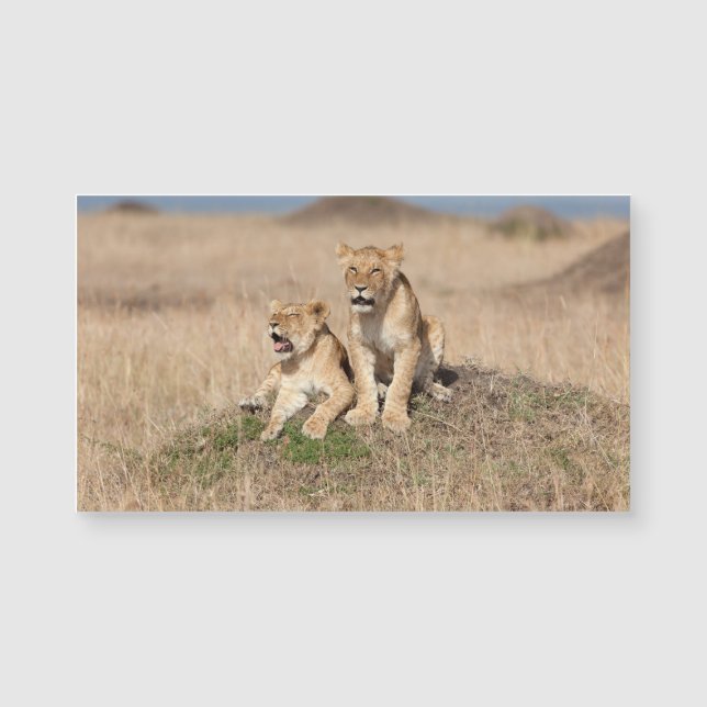 若い獅子 (正面)