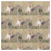 若い獅子 ファブリック (見本)