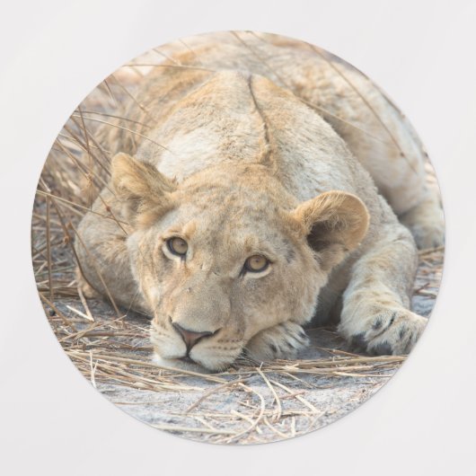 若い獅子 ラベル (デザイン2)