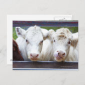 若い白い牛の群食べ物を与えれ ポストカード (正面/裏面)