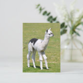 若い白と黒アルパカ ポストカード (スタンド正面)