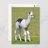 若い白と黒アルパカ ポストカード (正面/裏面)