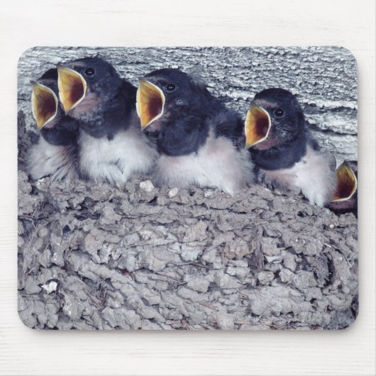 若い納屋のツバメ マウスパッド (正面)