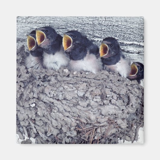 若い納屋のツバメ マグネット (正面)