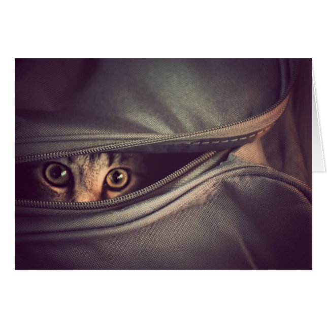 若い虎猫の子ネコ (正面横)