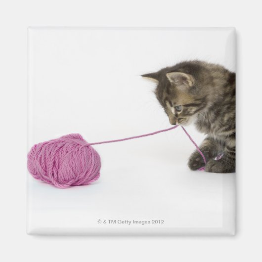 若い虎猫遊がボールで子猫を飼っている マグネット (正面)