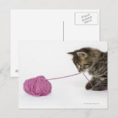 若い虎猫遊の ポストカード (正面/裏面)