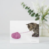 若い虎猫遊の ポストカード (スタンド正面)