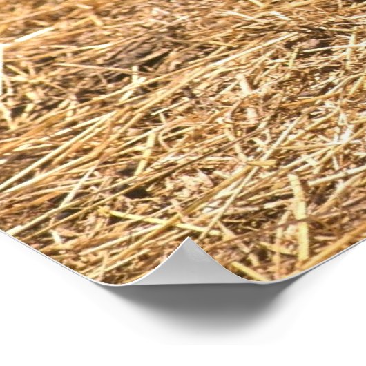 若い豚ヤギ ポスター (角)