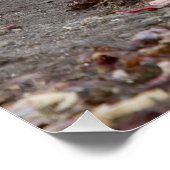 若い象のアザラシ ポスター (コーナー)