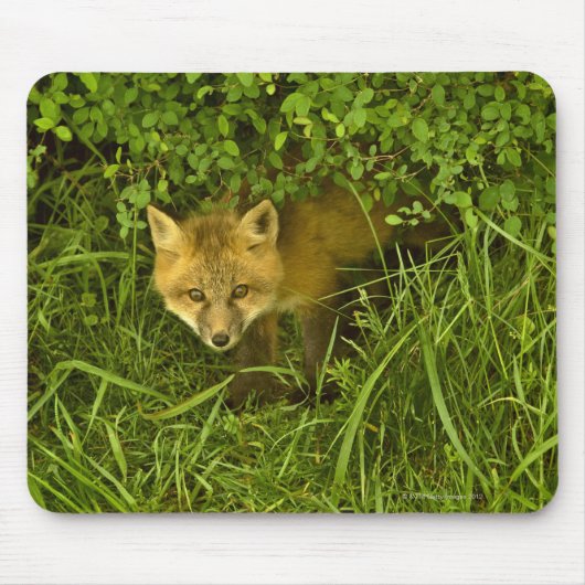 若い赤来キツネは茂みの中に隠れて マウスパッド (正面)