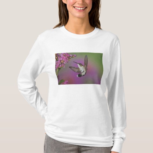 若い雄のノドアカハチドリ Tシャツ (正面)