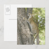 若い雄のヒョウ(Panthera Pardus)が登る ポストカード (正面/裏面)