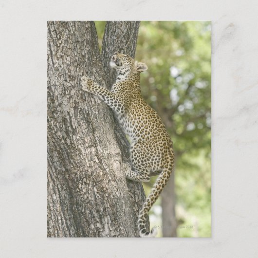 若い雄のヒョウ(Panthera Pardus)が登る ポストカード (正面)