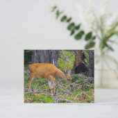 若い雌食べ物を与え鹿の葉書 ポストカード (スタンド正面)