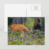 若い雌食べ物を与え鹿の葉書 ポストカード (正面/裏面)