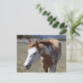 若い青い目 ポストカード (スタンド正面)