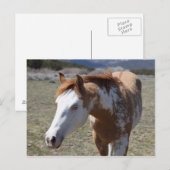 若い青い目 ポストカード (正面/裏面)