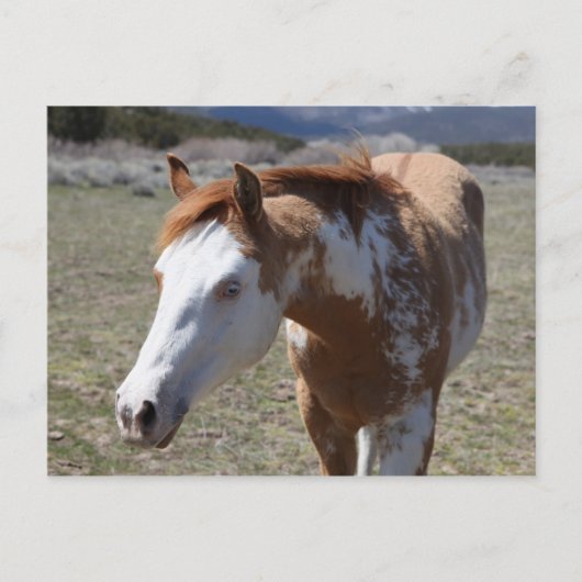 若い青い目 ポストカード (正面)