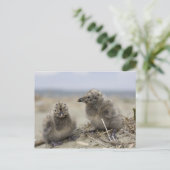 若い鶏 ポストカード (スタンド正面)