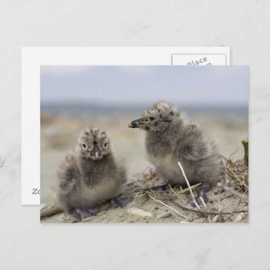 若い鶏 ポストカード (正面/裏面)