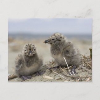 若い鶏 ポストカード