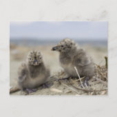 若い鶏 ポストカード (正面)