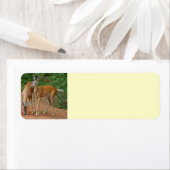 若い鹿 ラベル (インサイチュ)