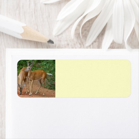 若い鹿 ラベル (インサイチュ)