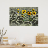 若い黄色のひまわり ポスター (キッチン)