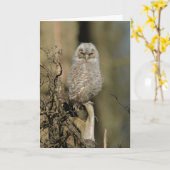 若い黄褐色フクロウ カード (黄色い花)