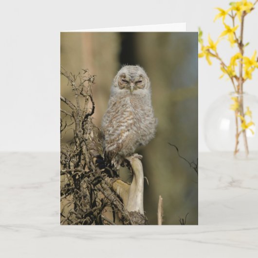 若い黄褐色フクロウ カード (黄色い花)