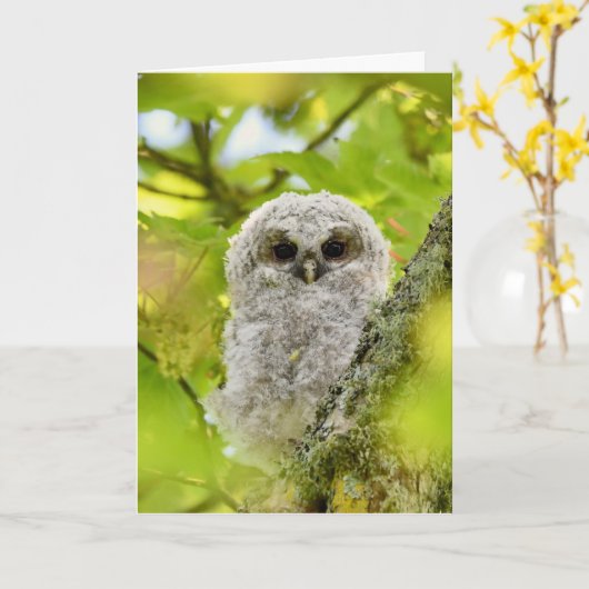 若い黄褐色フクロウ カード (黄色い花)