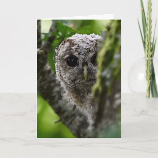 若い黄褐色フクロウ カード (正面)