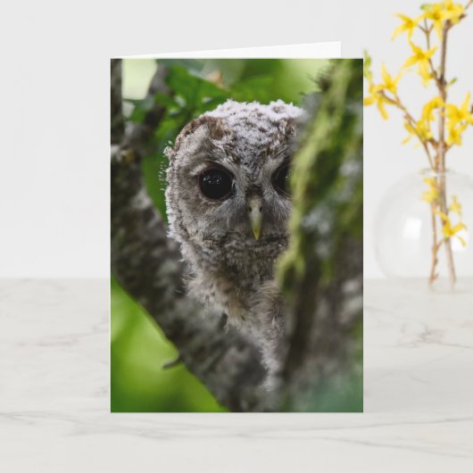 若い黄褐色フクロウ カード (黄色い花)