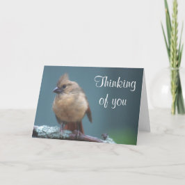 若い（鳥）ショウジョウコウカンチョウ カード