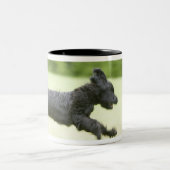若い(5か月)黒いBriard (Berger de Brie)、 ツートーンマグカップ (中央)