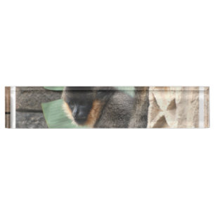 若いCapuchin猿 デスクネームプレート