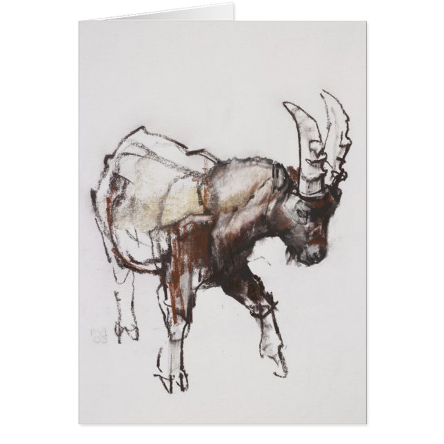 若いIbex Gran Paradiso 2005年 (正面)