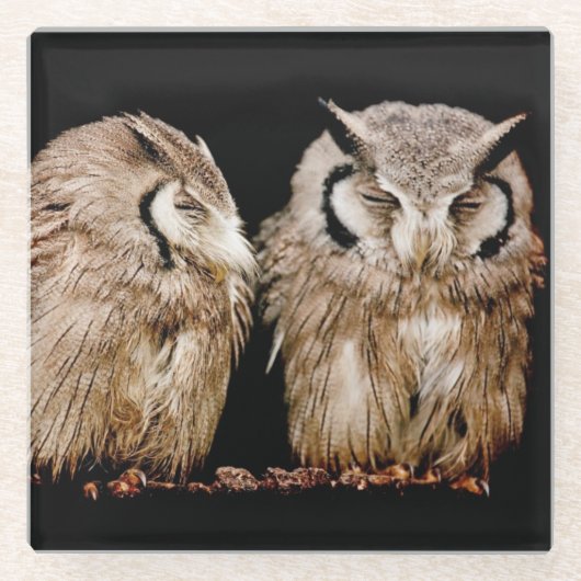 若いOwlets ガラスコースター (正面)