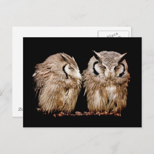 若いOwlets ポストカード (正面/裏面)