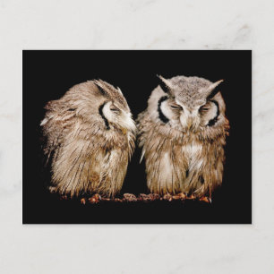 若いOwlets ポストカード