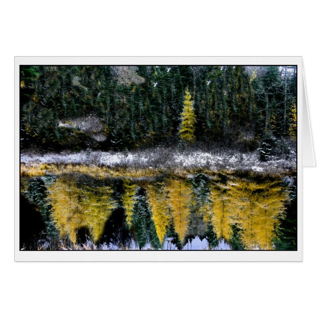 若いTamarackの夢 (正面横)