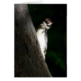 若く毛深いキツツキ