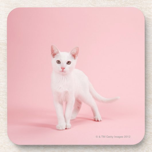 若く白い猫 コースター (正面)