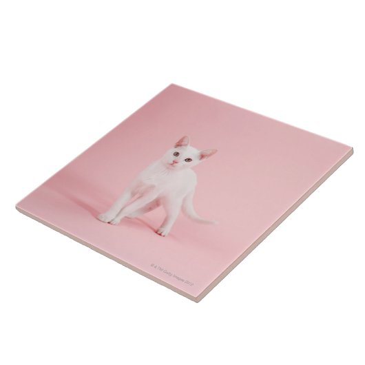 若く白い猫 タイル (側面)