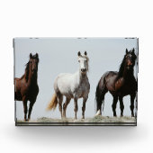 若く荒々しい種牡馬 フォトブロック (正面)